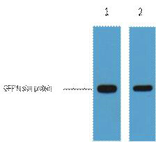 A42008, 42008, GFP-Tag,GFP Tag,GFP