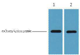 A42033, 42033, mCherry-Tag,mCherry Tag,mCherry