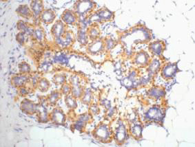 A41002, 41002, β-actin,beta actin,β actin,beta-actin,actin,ACTIN