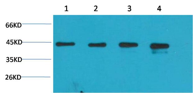 A41003, 41003, β-actin,beta actin,β actin,beta-actin,actin,ACTIN