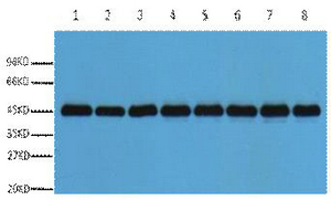 A41010, 41010, Plant-actin,actin,plant-actin,ACTIN