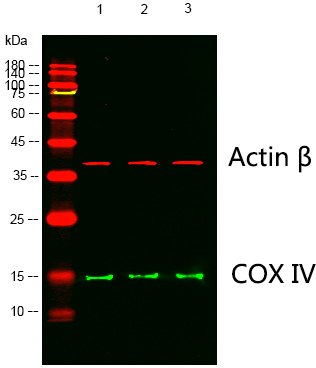 A41033, 41033, COX IV, COX4